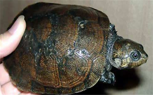 马达加斯加大头侧颈龟