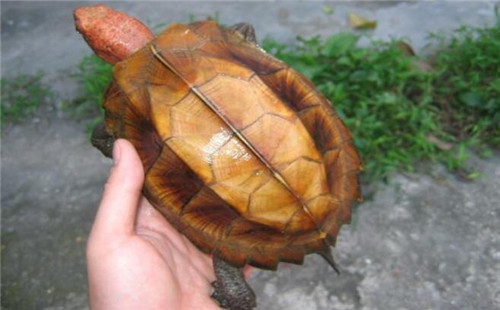 洪都拉斯木纹龟