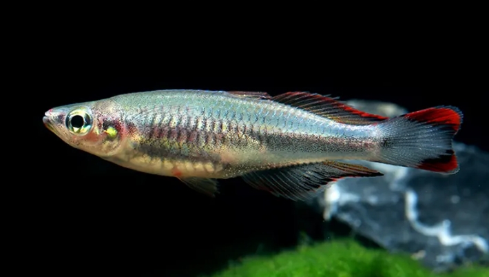 马达加斯加虹鱼