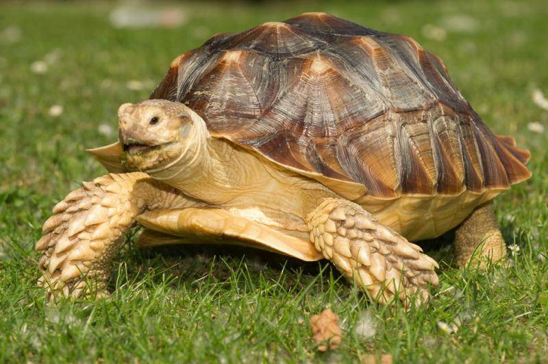 乌龟和海龟有什么区别