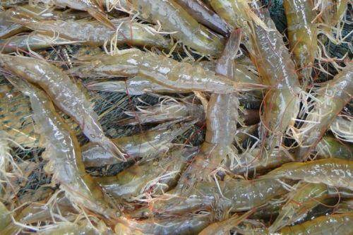 淡水虾的种类