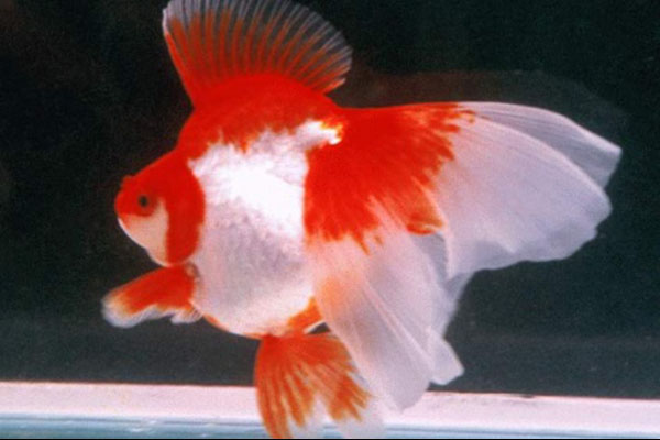 长尾红白琉金金鱼
