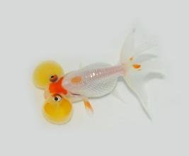 水泡金鱼