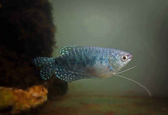蓝曼龙鱼能长多大 蓝曼龙鱼能长到15厘米