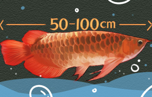 红龙鱼能长多大