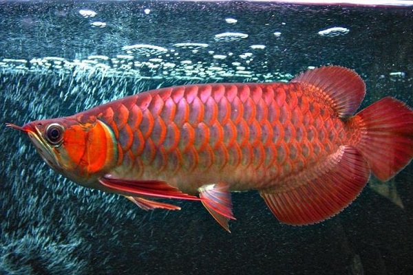 红龙鱼的寿命是多少年 红龙鱼可以活多长