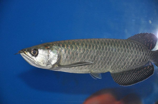 银龙鱼怎么分公母 银龙鱼分公母的方法