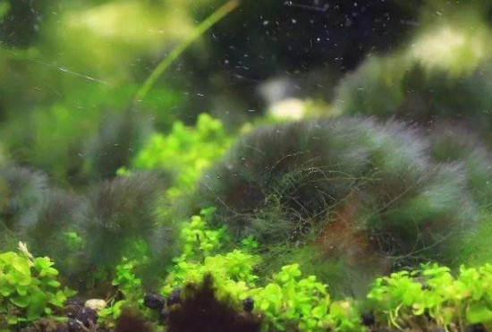 鱼缸藻类用什么能去掉 去掉鱼缸藻类的东西