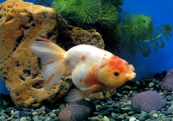 金鱼身上有白色刺是为什么 鱼身上有白色刺的原因