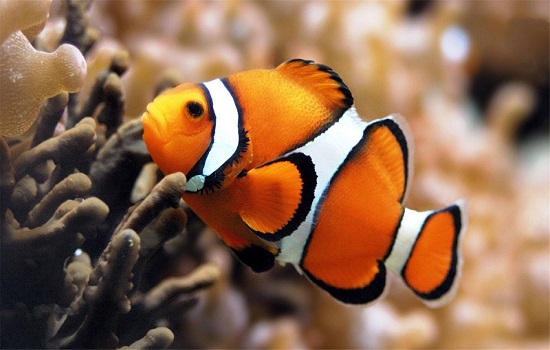 小丑鱼多大开始变性 小丑鱼随时能变性