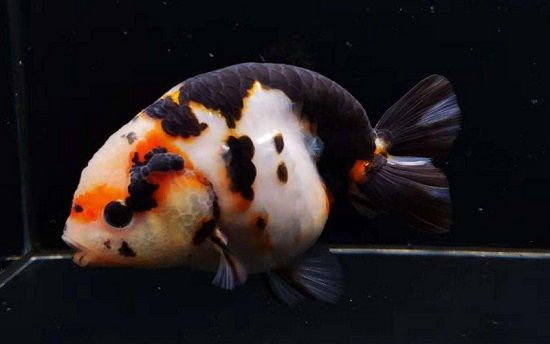 养兰寿金鱼用什么鱼缸 养兰寿金鱼用玻璃鱼缸