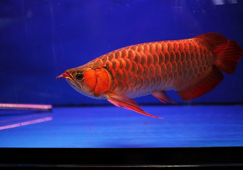 红龙鱼寿命 红龙鱼的寿命是多少年