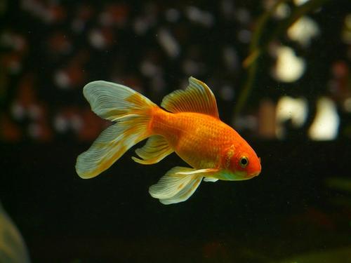 金鱼是哪种鱼培育出来的 金鱼是鲫鱼培育出来的
