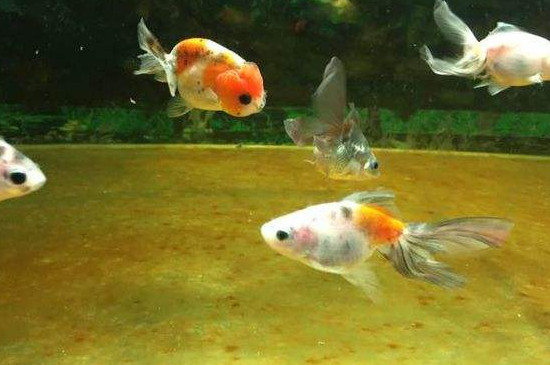 鱼缸里怎么避免鱼咬鱼 防止鱼咬鱼的方法