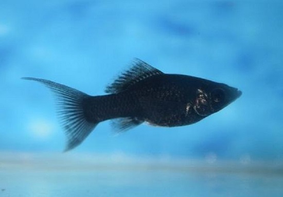 黑玛丽鱼多久繁殖一次 黑玛丽鱼的繁殖频率